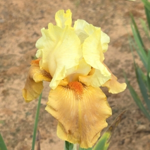 Iris, Tall Bearded. Historic, Spiced Custard, John Weiler, 1987