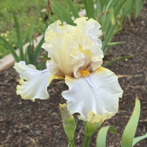 Iris, Tall Bearded, Space Age, Spoons, Texas Drawl, Tom Burseen 2019
